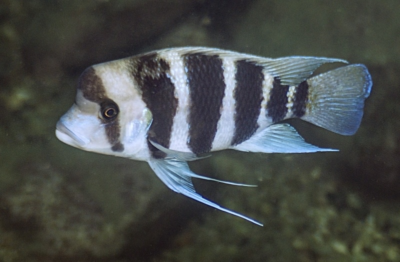 Cyphotilapia frontosa 'Kibige Island'